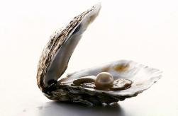 oyster