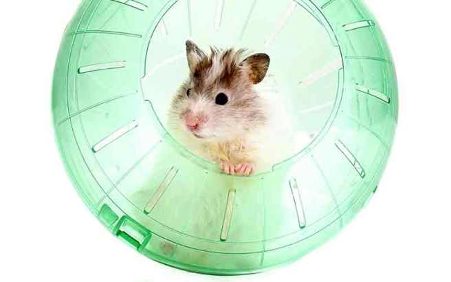 hamster-ball-1 (1)